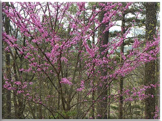 redbud blooms